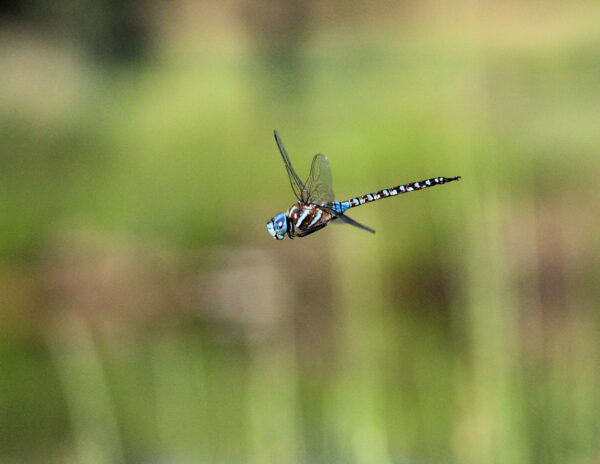 Iridescent Dragonfly in Flight
