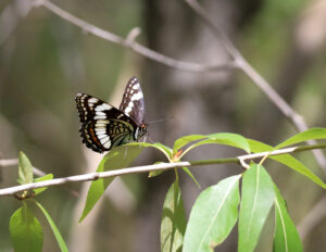 Delicate Wings, Verdant Perch