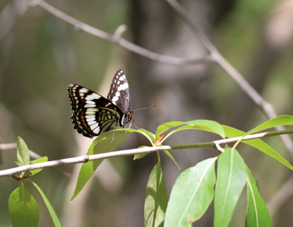 Delicate Wings, Verdant Perch