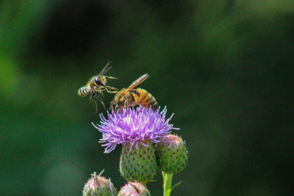 Nectar’s Embrace