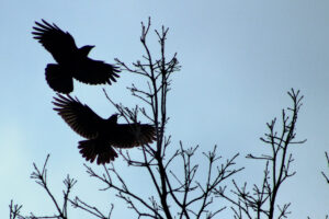 Winter’s Soaring Silhouette