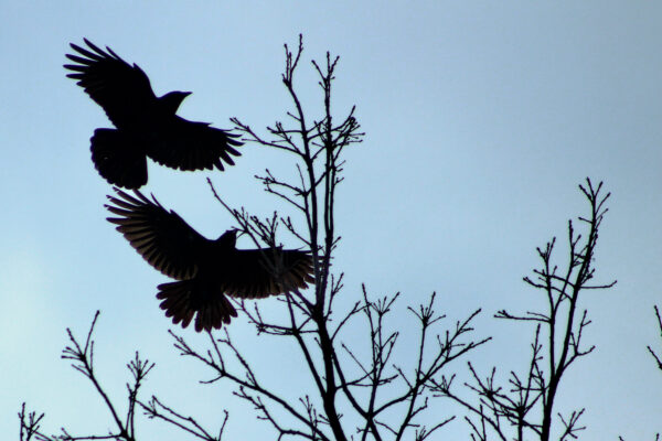 Winter’s Soaring Silhouette