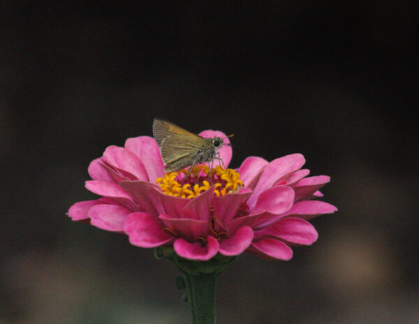 Delicate Nectar Seeker