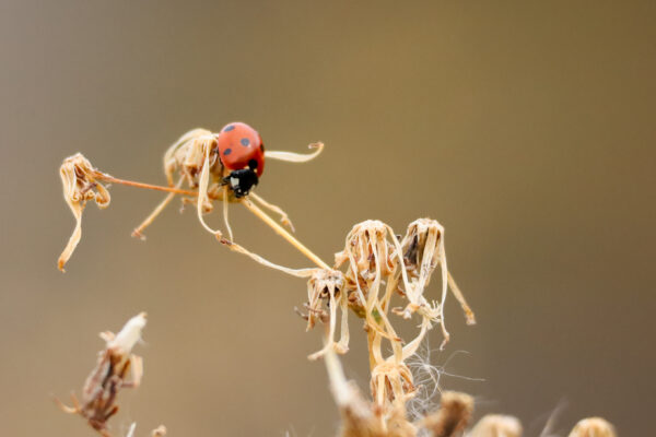 Ladybug’s Delicate Dance