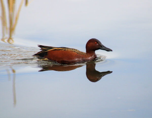 Cinnamon Reflection