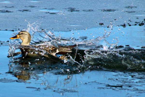 Splashing Symphony
