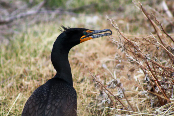 Regal Cormorant’s Repose