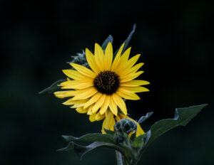 Sunflower Solitude