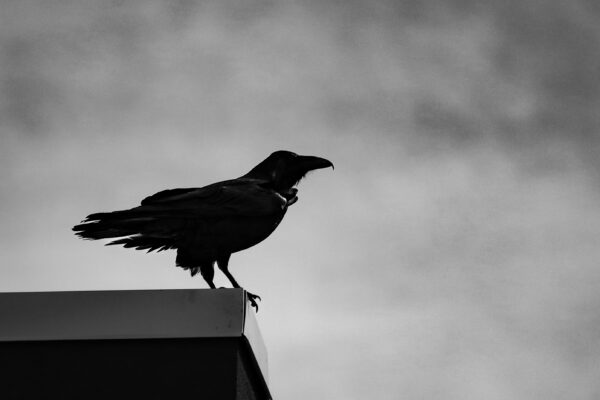 Raven’s Perch
