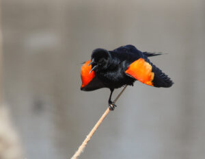 Fiery Feathers in Flight
