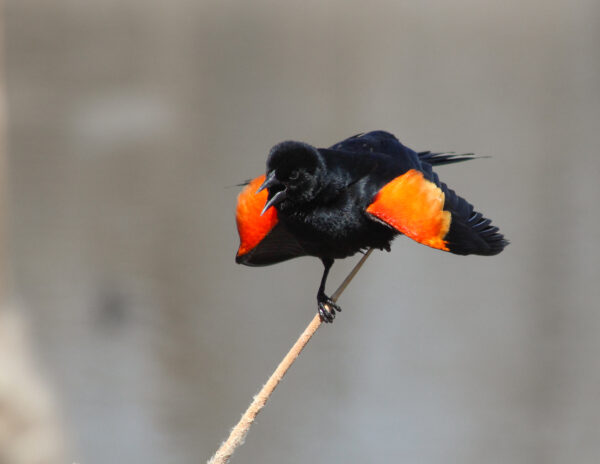 Fiery Feathers in Flight