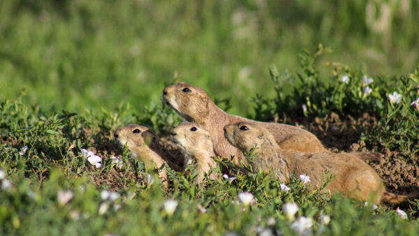 Prairie Pups in Bloom