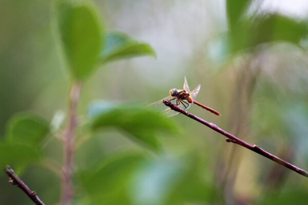 Delicate Dragonfly Perch