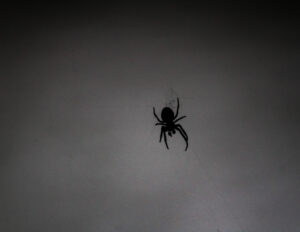 Silhouette of Solitude