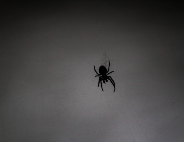 Silhouette of Solitude