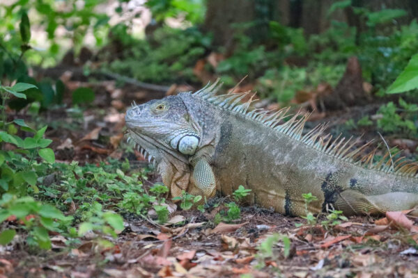 Spiny Sentinel of the Jungle Floor