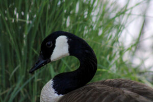 Contemplation in Viridescence