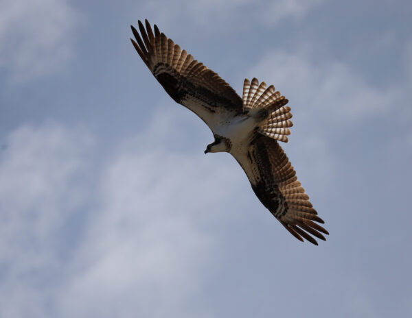 Soaring Freedom