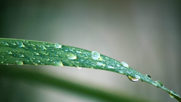 Emerald Dew Symphony