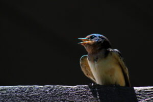 Solitary Songbird’s Serenade