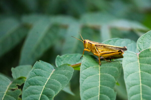 Grasshopper’s Leafy Repose