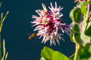 Pollination Ballet