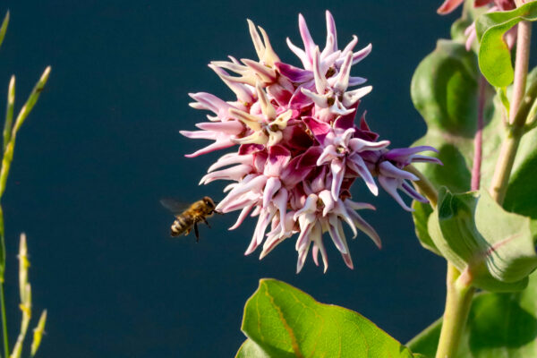 Pollination Ballet
