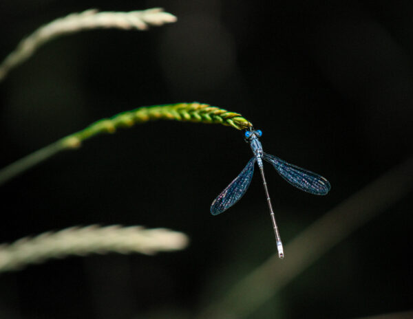 Gossamer Wings in Midnight