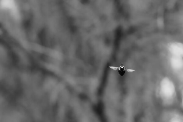 Solitary Flight