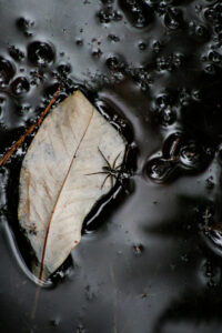 Ephemeral Autumn Whispers