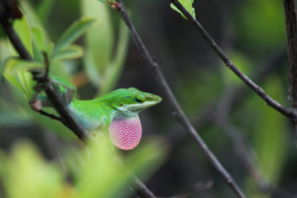 Emerald Tongue of the Forest
