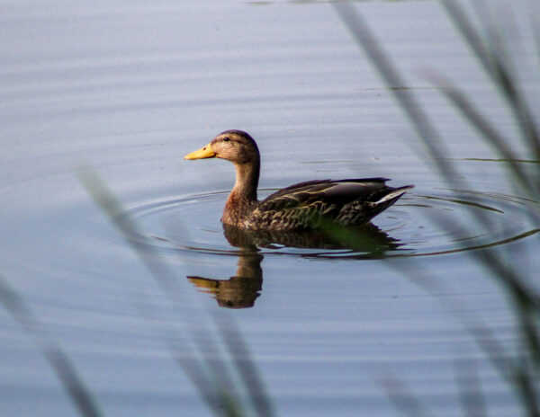 Serenity Afloat