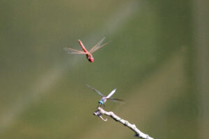 Crimson Dancers in Flight