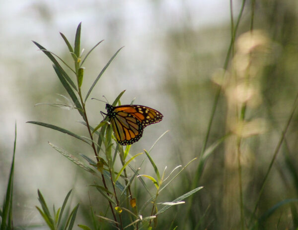 Monarch’s Repose