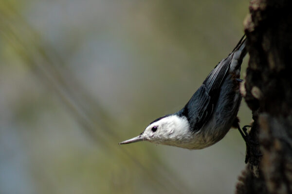 Feathered Elegance
