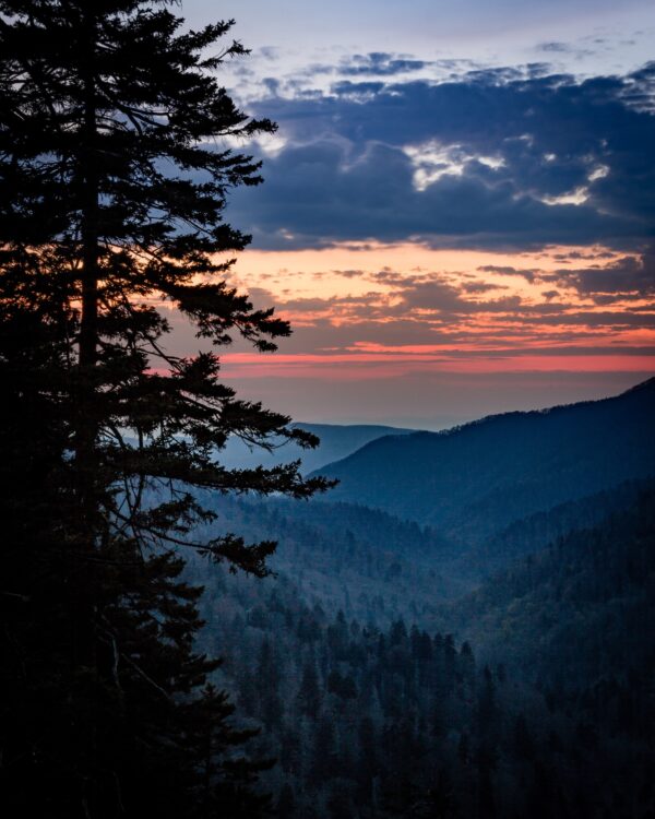 Forest Sunset